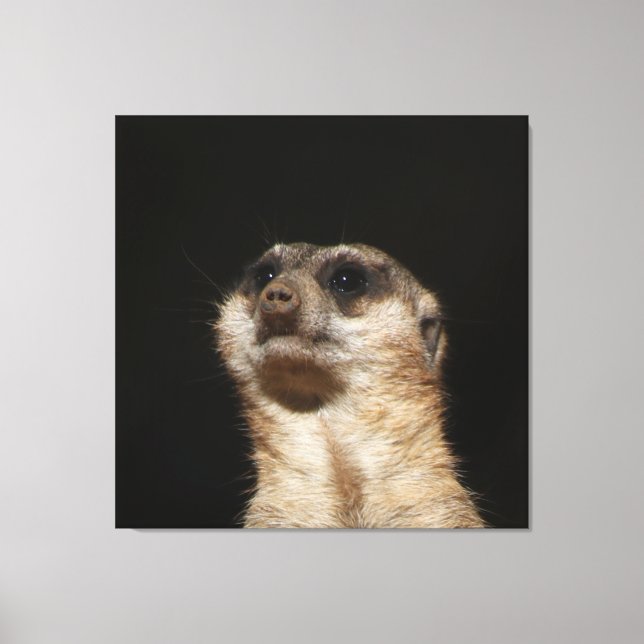 Meerkat 032 canvastryck (Framsida)