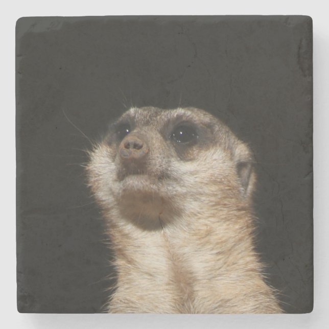 Meerkat 032 stenunderlägg (Framsidan)