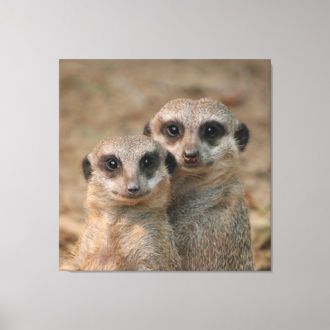 Meerkat 033 canvastryck (Framsida)