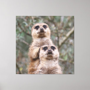 Meerkat 035 canvastryck
