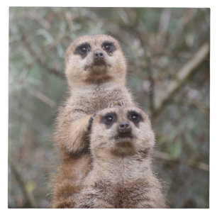 Meerkat 035 kakelplatta
