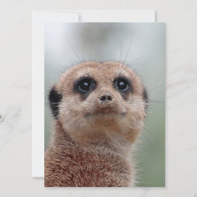Meerkat 036 julkort (Framsida)