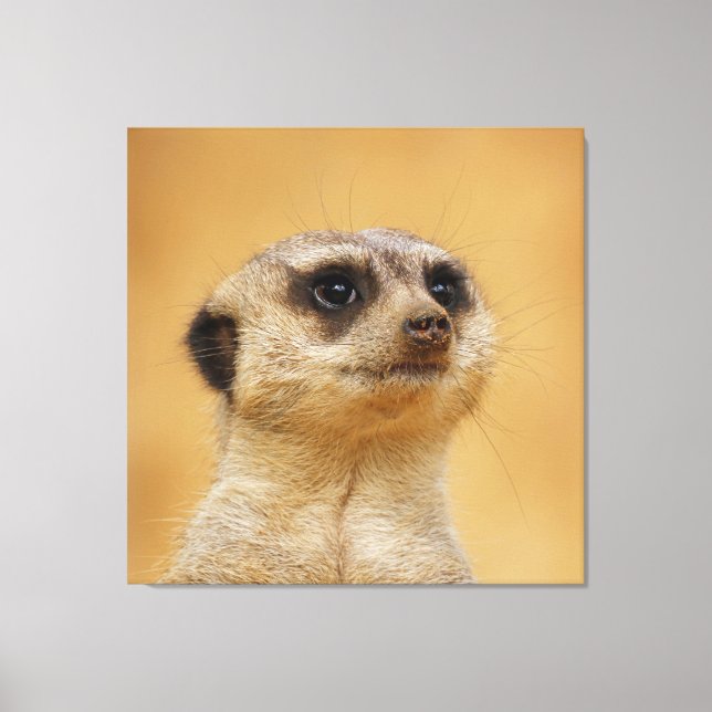 Meerkat 037 canvastryck (Framsida)