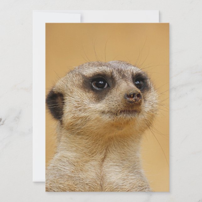Meerkat 037 julkort (Framsida)