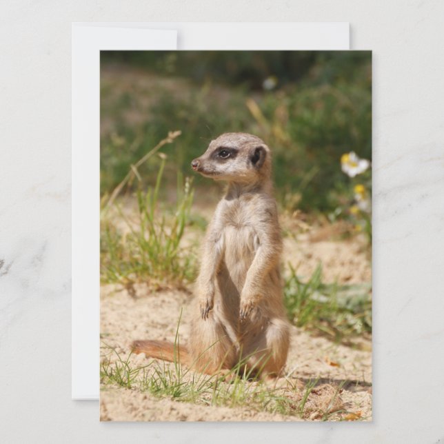 Meerkat 038 julkort (Framsida)