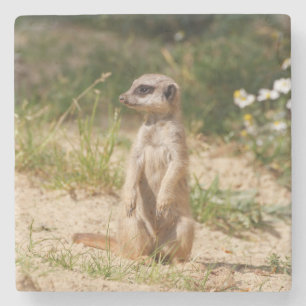 Meerkat 038 stenunderlägg
