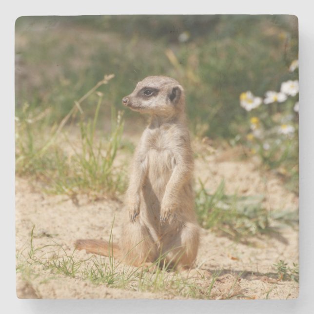 Meerkat 038 stenunderlägg (Framsidan)
