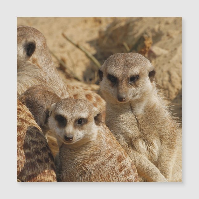 Meerkat 039 (Framsida)