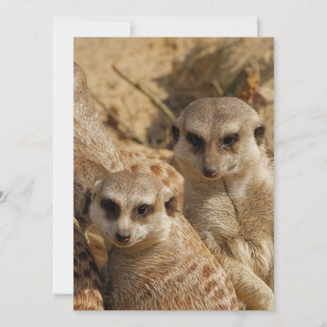 Meerkat 039 julkort (Framsida)