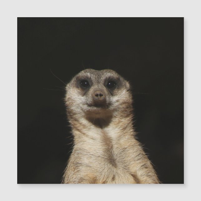 Meerkat 040 (Framsida)