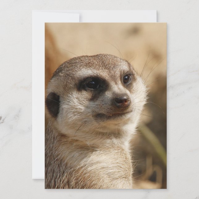 Meerkat 041 julkort (Framsida)