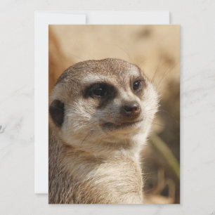 Meerkat 041 julkort