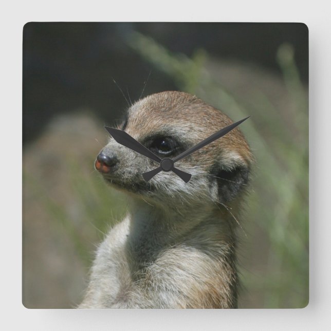 Meerkat 043 fyrkantig klocka (Framsida)