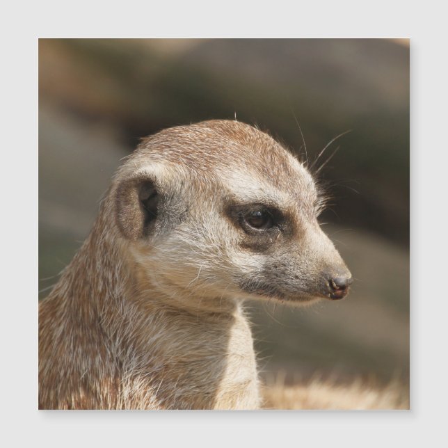 Meerkat 048 (Framsida)
