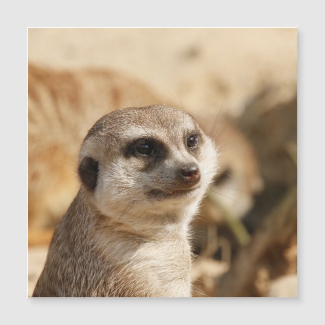 Meerkat 052 (Framsida)