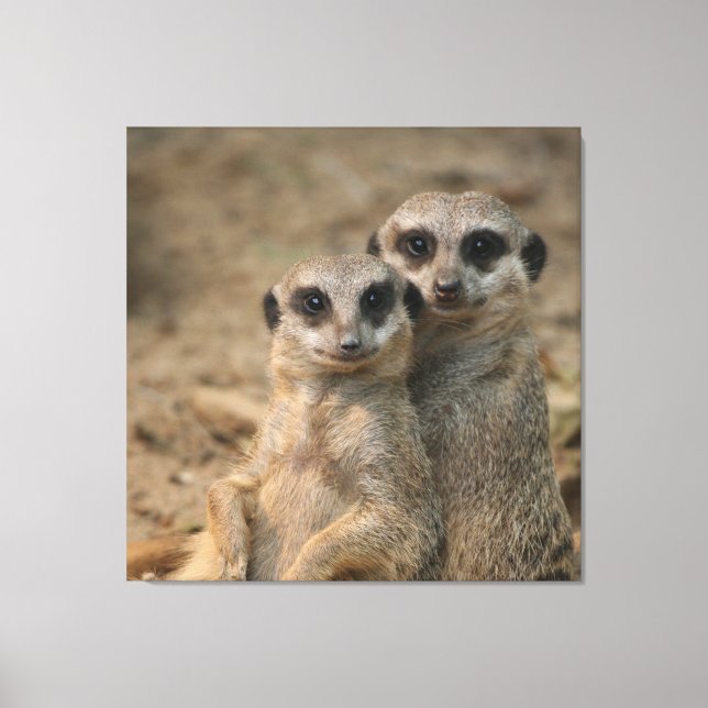 Meerkat 067 canvastryck (Framsida)