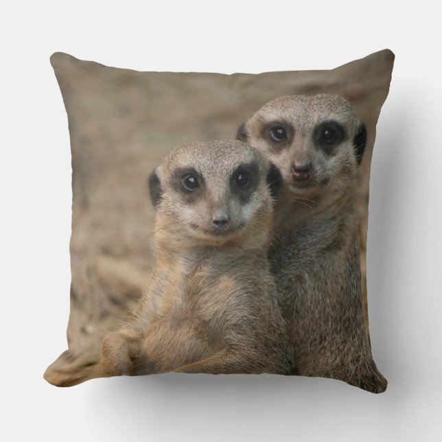 Meerkat 067 kudde (Framsida)