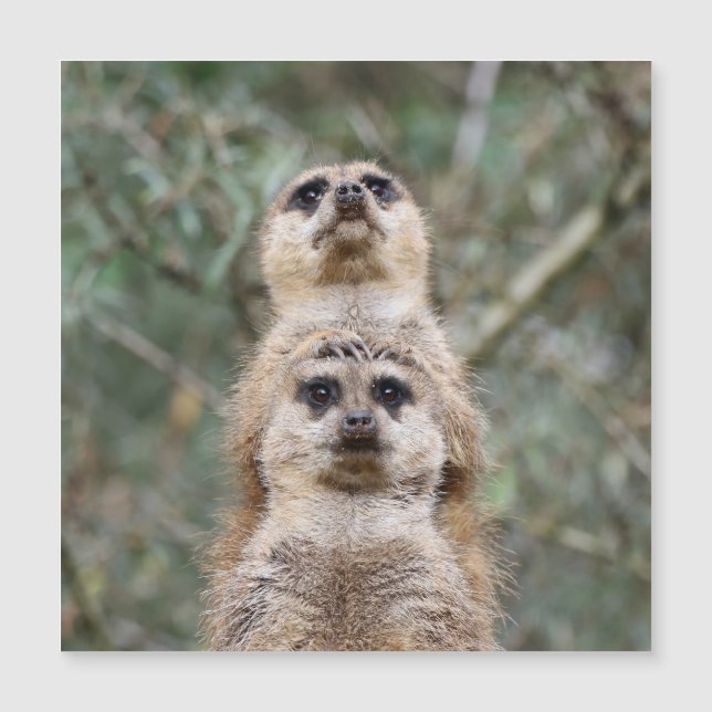 Meerkat 081 (Framsida)