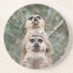 Meerkat 081 underlägg