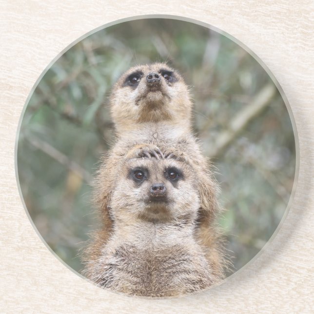 Meerkat 081 underlägg (Framsidan)