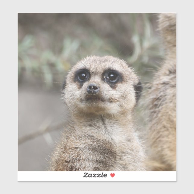 Meerkat 082 klistermärken (Ark)