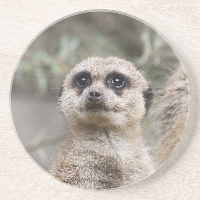Meerkat 082 underlägg (Framsidan)