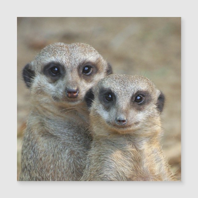 Meerkat 085 (Framsida)