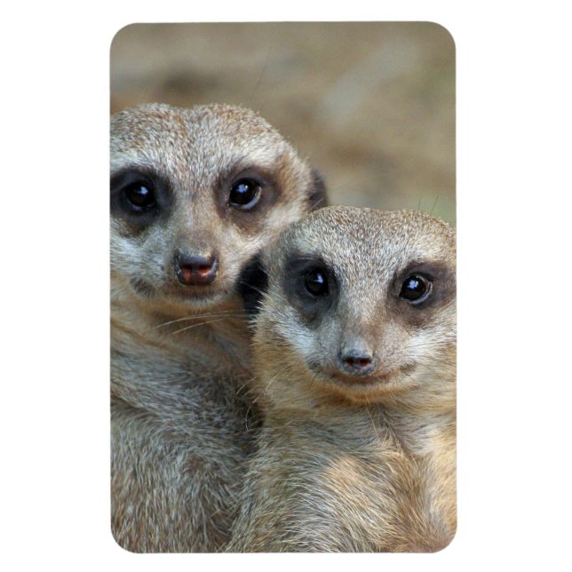 Meerkat 085 magnet (Vertikal)