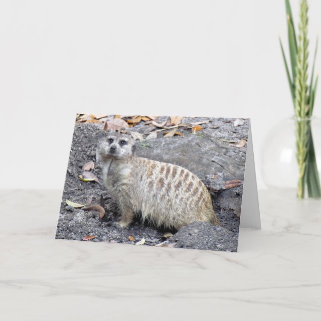 Meerkat (1043) gratulationskort kort (Framsida)