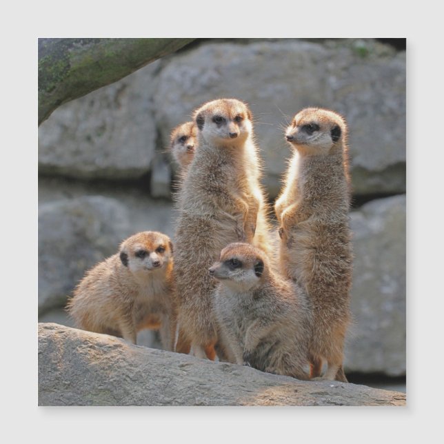 Meerkat 110 (Framsida)