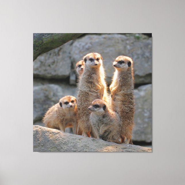 Meerkat 110 canvastryck (Framsida)