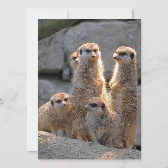 Meerkat 110 julkort (Framsida)