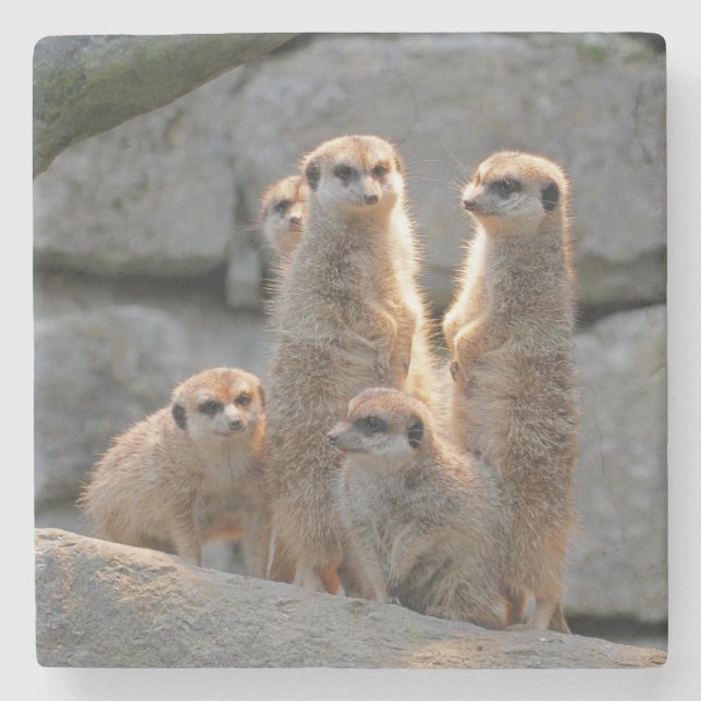 Meerkat 110 stenunderlägg (Framsidan)