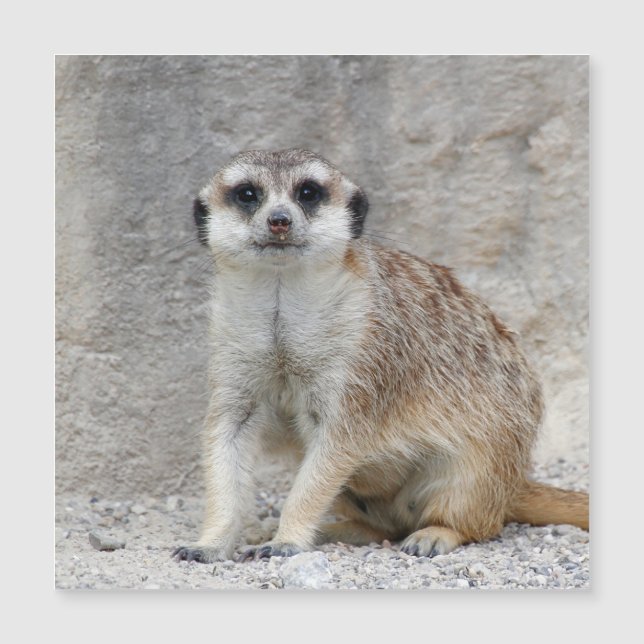 Meerkat 134 (Framsida)