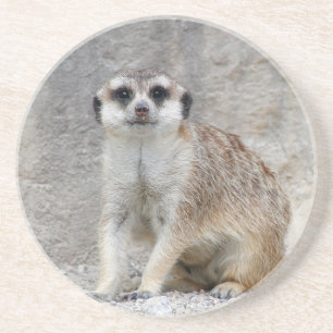 Meerkat 134 underlägg