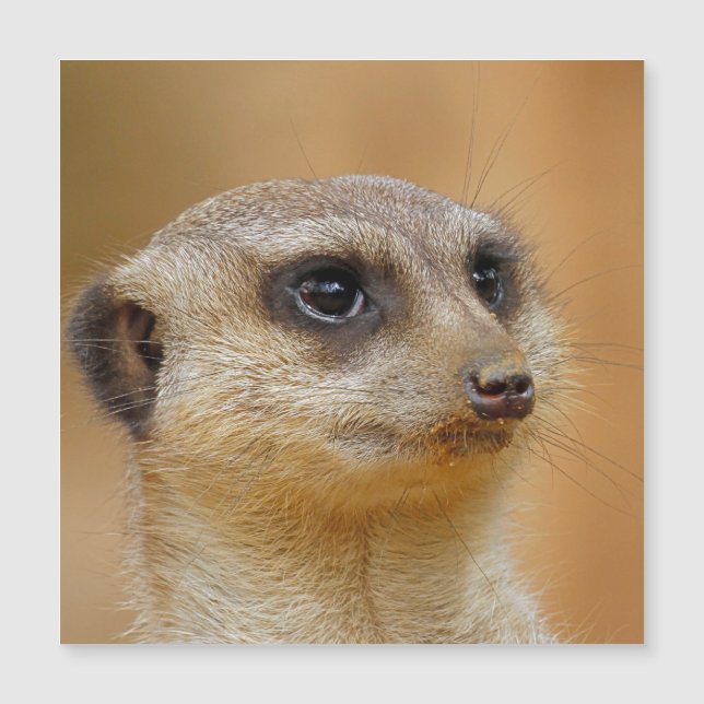 Meerkat 154 (Framsida)