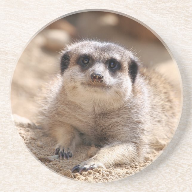 Meerkat 174 underlägg (Framsidan)