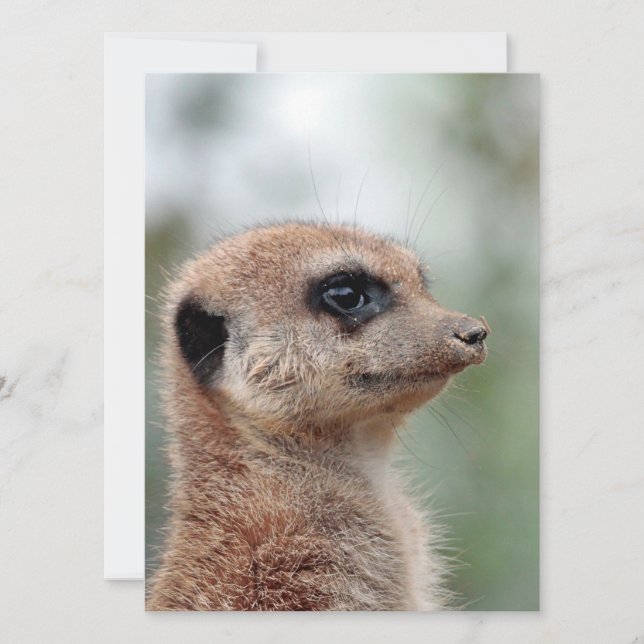 Meerkat 180 julkort (Framsida)