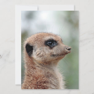Meerkat 180 julkort