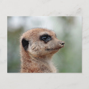 Meerkat 180 vykort