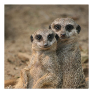 Meerkat_20170901_by_JAMFoto Fototryck