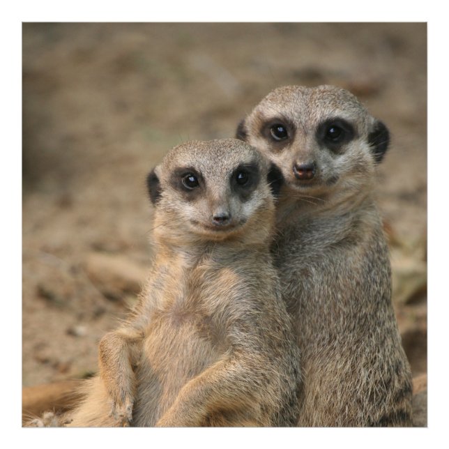 Meerkat_20170901_by_JAMFoto Fototryck (Framsidan)