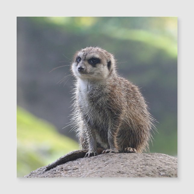 Meerkat_20171101_by_JAMFoto (Framsida)