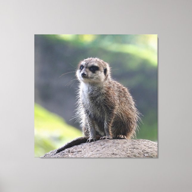 Meerkat_20171101_by_JAMFoto Canvastryck (Framsida)