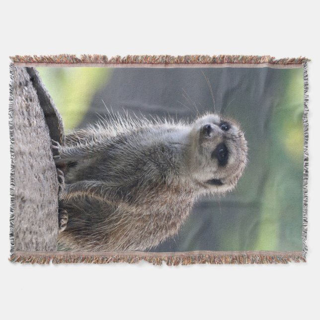 Meerkat_20171101_by_JAMFoto Mysfilt (Framsidan)