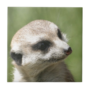 Meerkat_20171201_by_JAMFoto Kakelplatta