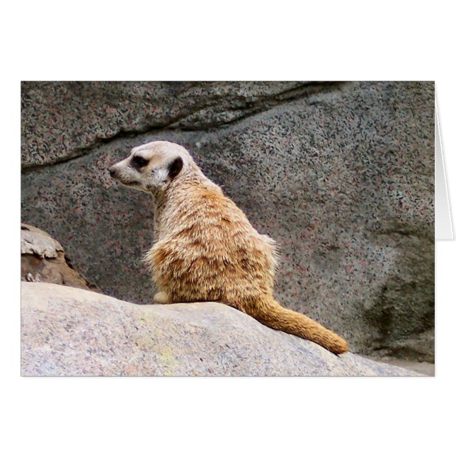 Meerkat #3 hälsningskort (Framsidan Horizontal)