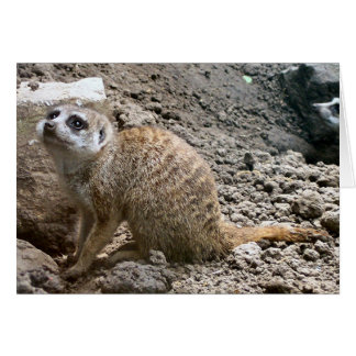 Meerkat #6 hälsningskort
