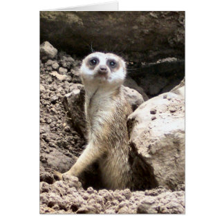 Meerkat #7 hälsningskort