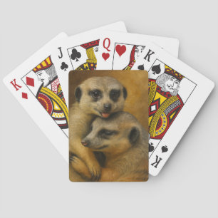 Meerkat-affektion Casinokort